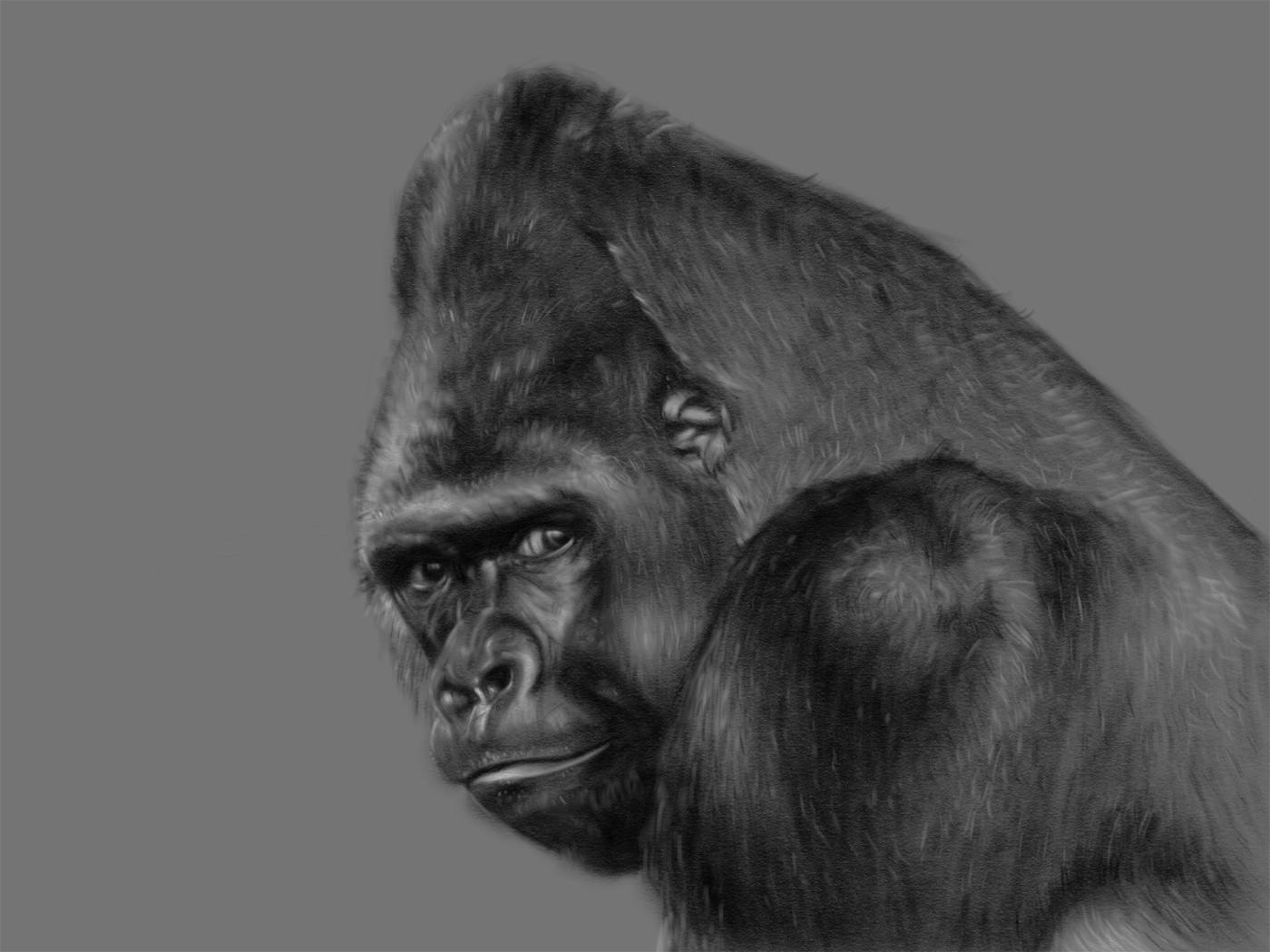 A digital drawing imitating graphite of a gorilla's bust turning to the left towards the viewer.