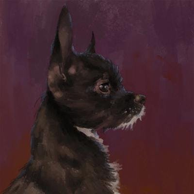 A profile portrait of a small chihuahua-terrier mix dog with a black coat and white chest.
