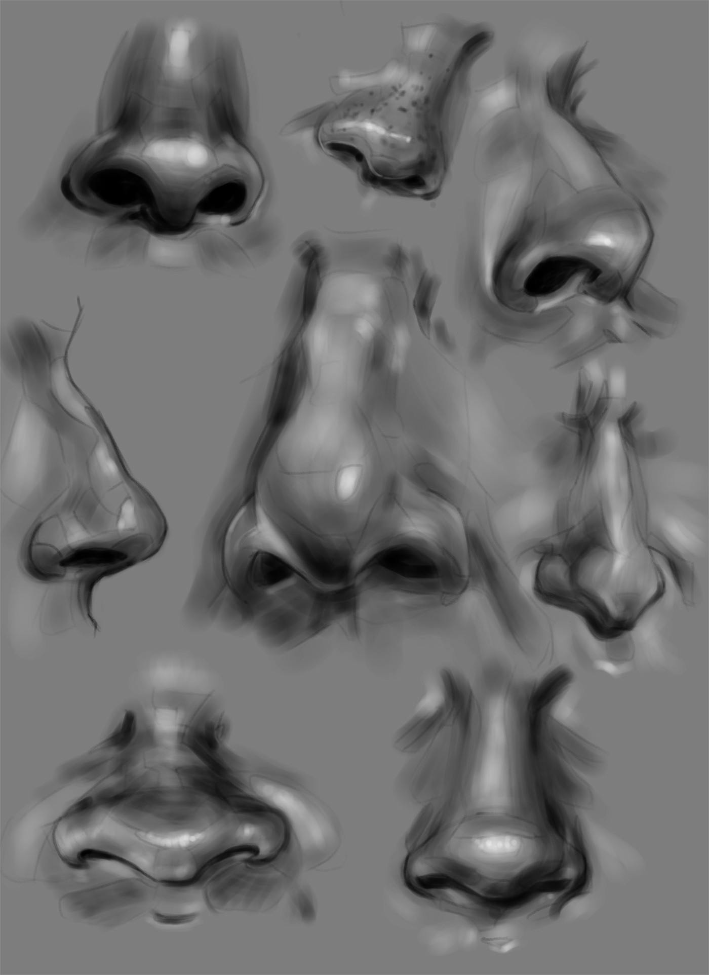 A digital sketch of several human noses done as a study of anatomy.