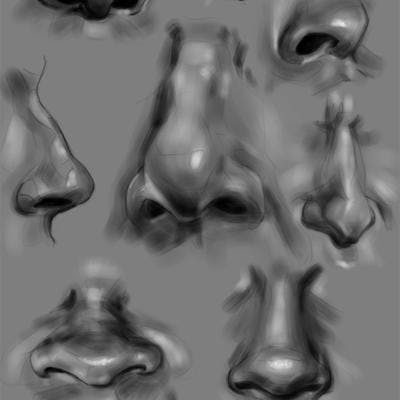 A digital sketch of several human noses done as a study of anatomy.